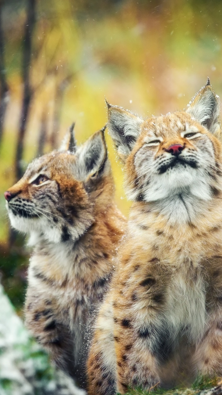 Brown and Black Cat on Gray Rock. Wallpaper in 750x1334 Resolution