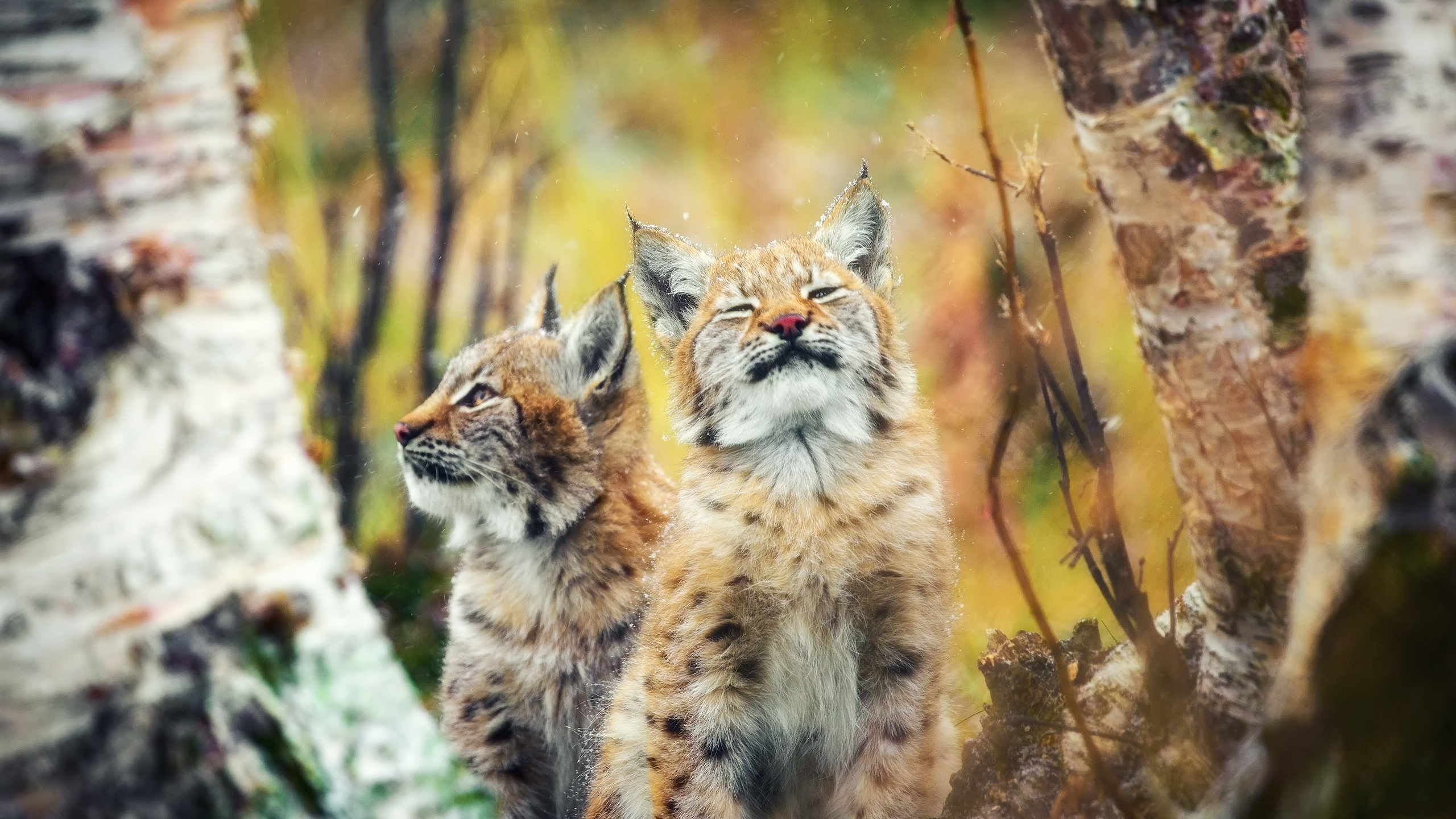 Chat Brun et Noir Sur Rocher Gris. Wallpaper in 2560x1440 Resolution