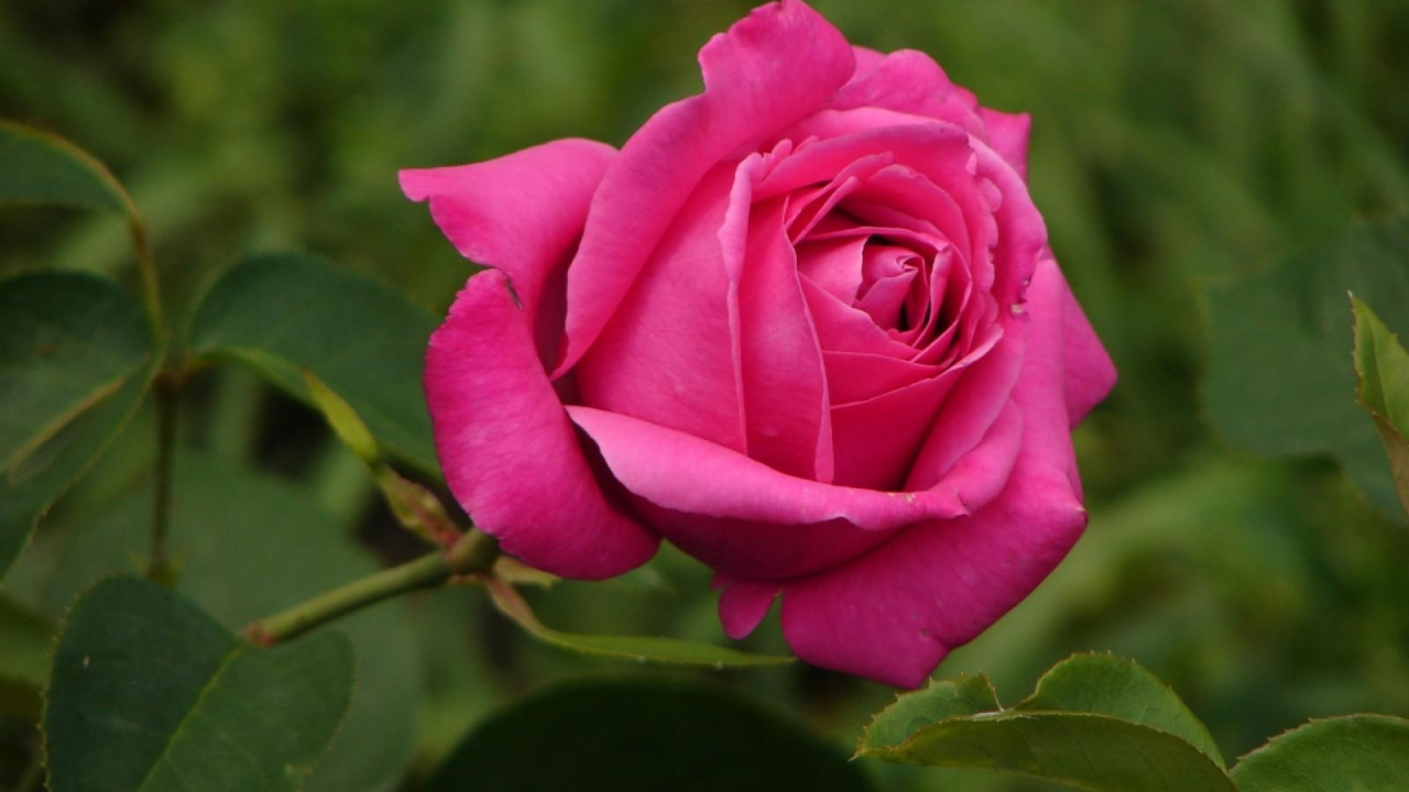 Pink Rose in Bloom During Daytime. Wallpaper in 1280x720 Resolution