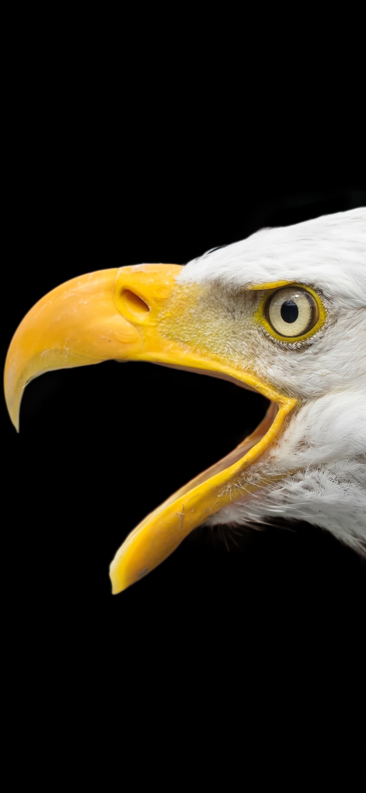 Bald Eagle in Black Background. Wallpaper in 1242x2688 Resolution