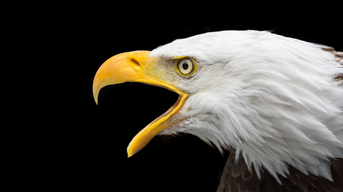 Bald Eagle in Black Background. Wallpaper in 1366x768 Resolution