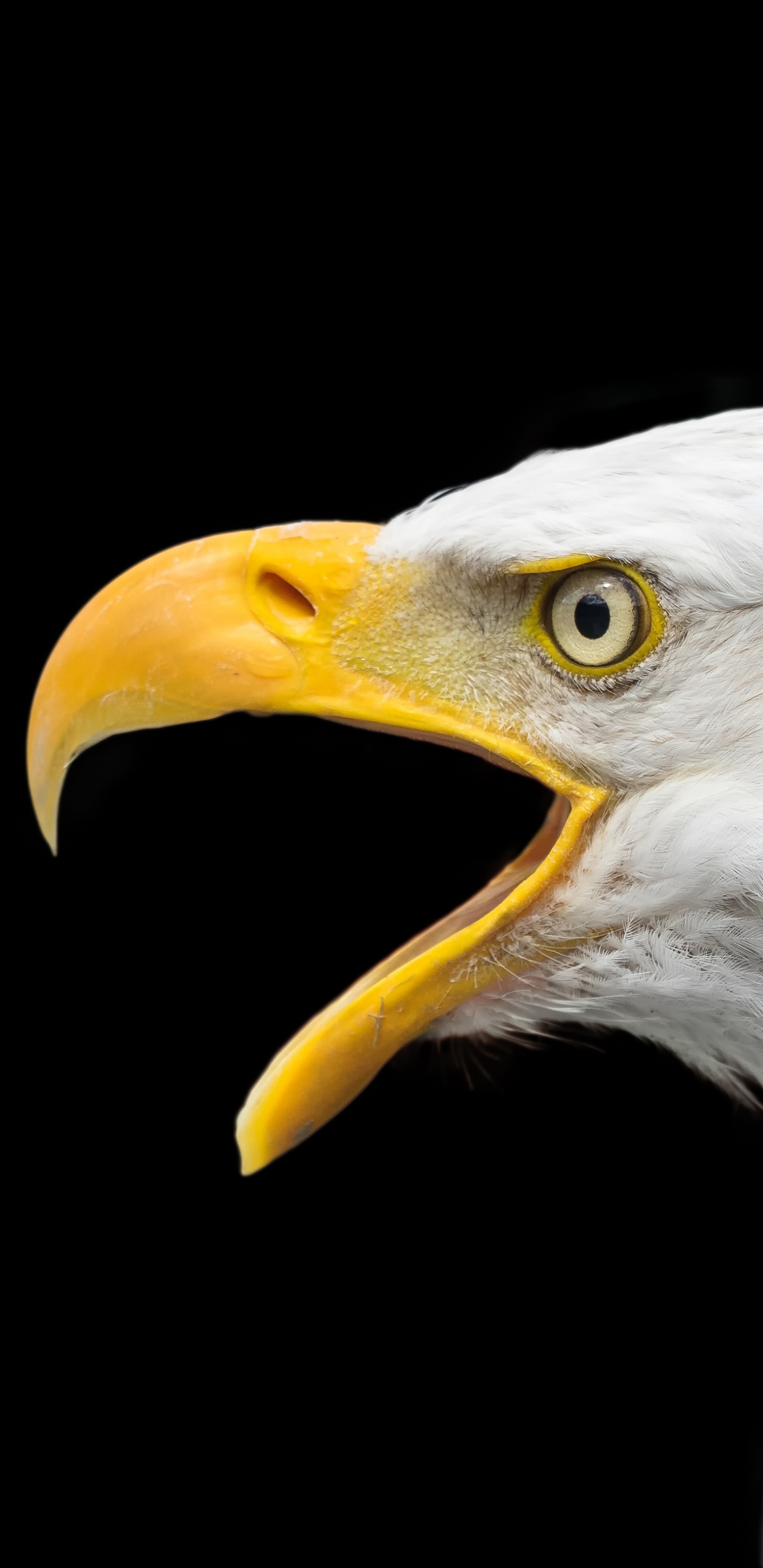 Bald Eagle in Black Background. Wallpaper in 1440x2960 Resolution