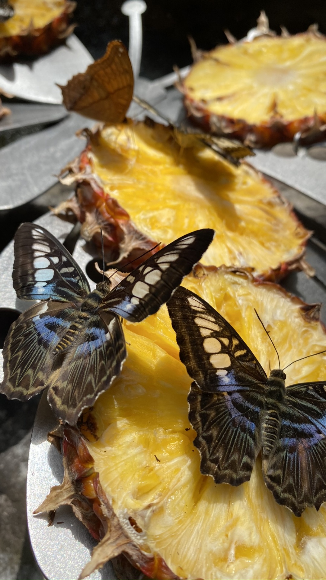Gène Ralenti, Biologie, Sciences, Les Arthropodes, Jaune. Wallpaper in 1080x1920 Resolution