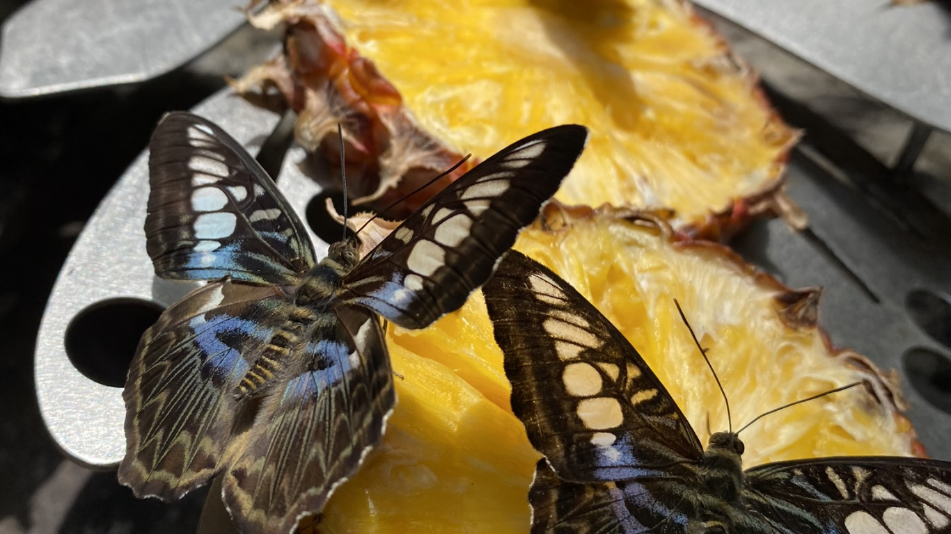 Gene Slow Motion, Biology, Science, Invertebrate, Arthropod. Wallpaper in 1366x768 Resolution