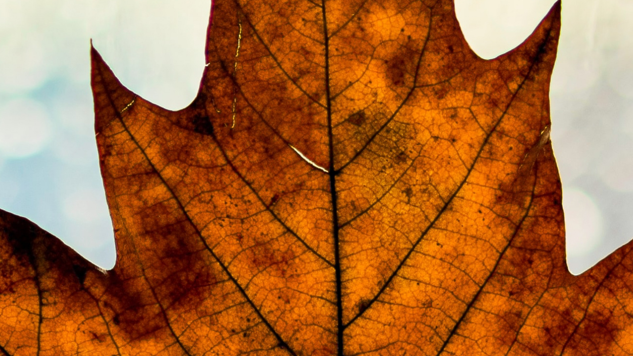 Autumn, Brown, Leaf, Twig, Orange. Wallpaper in 1280x720 Resolution