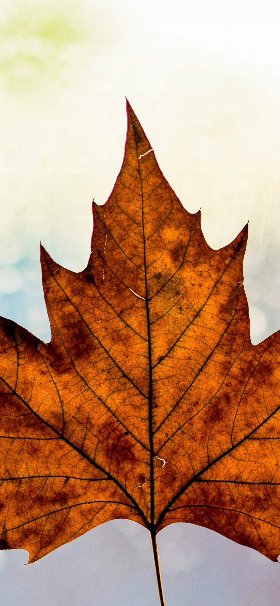 Brown, Feuille, Rameau, Orange, Feuilles Caduques. Wallpaper in 1125x2436 Resolution