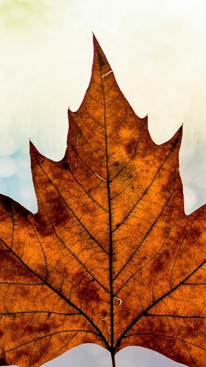 Herbst, Brown, Blatt, Zweig, Orange. Wallpaper in 720x1280 Resolution