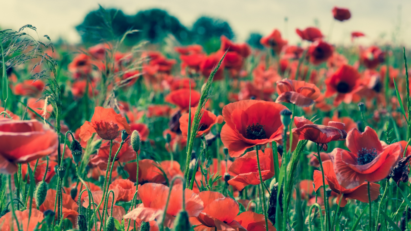 Champ de Fleurs Rouges Pendant la Journée. Wallpaper in 1366x768 Resolution