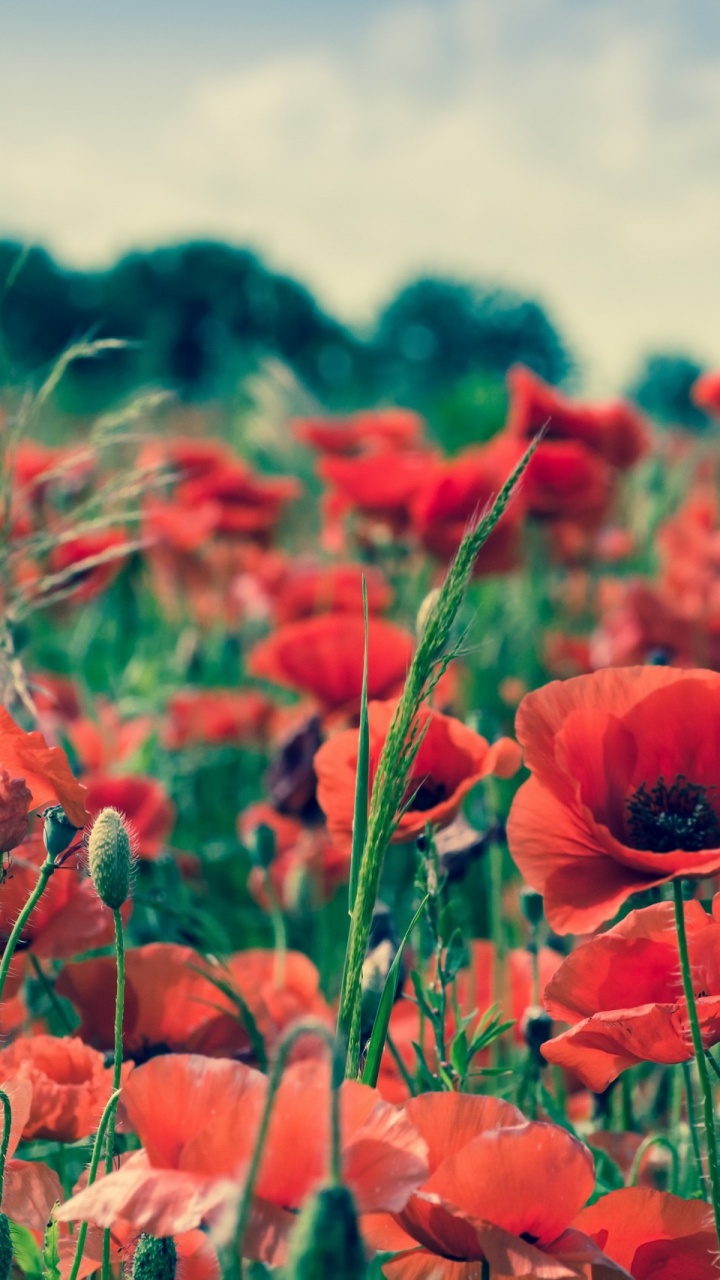 Red Flower Field During Daytime. Wallpaper in 720x1280 Resolution