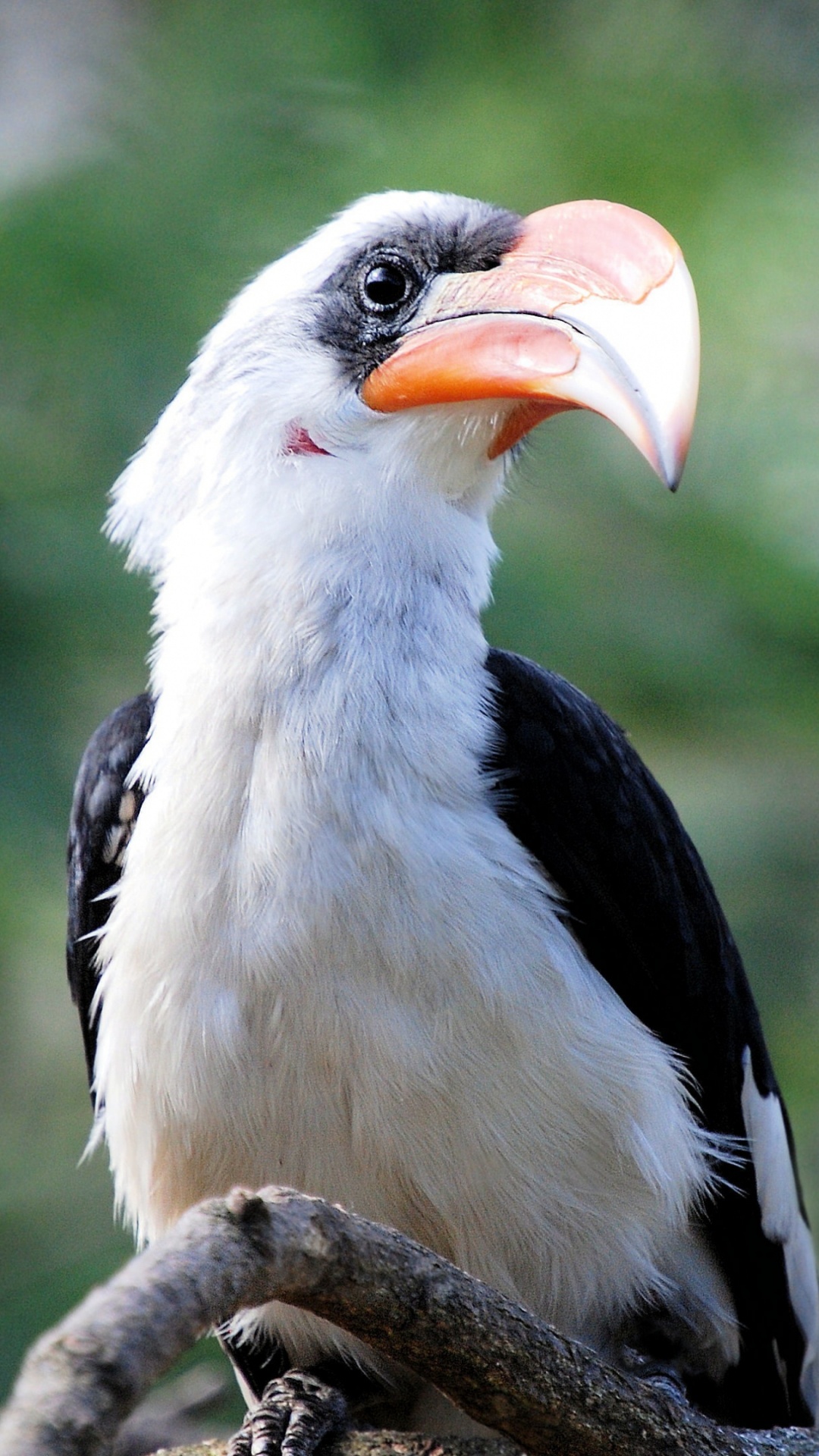 Black and White Bird on Brown Tree Branch During Daytime. Wallpaper in 1080x1920 Resolution