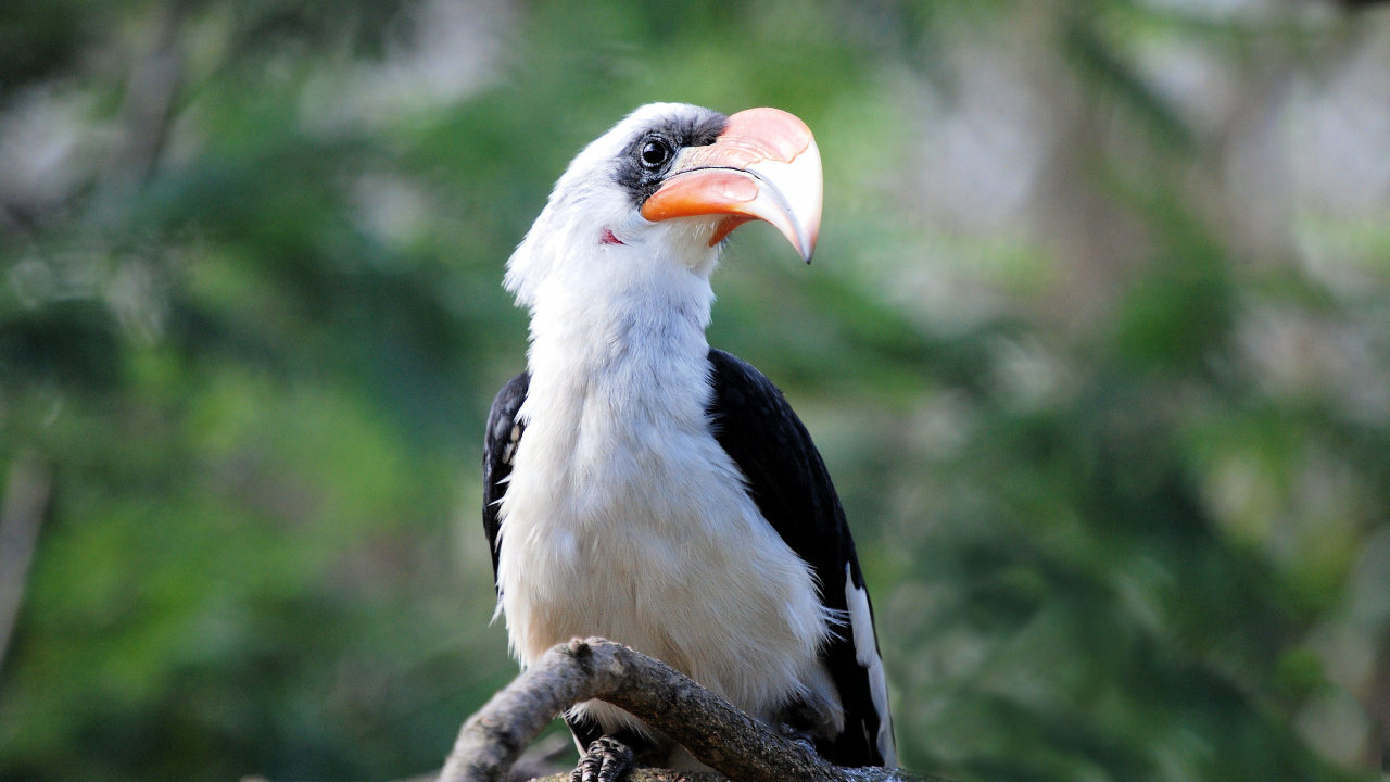 Black and White Bird on Brown Tree Branch During Daytime. Wallpaper in 1280x720 Resolution