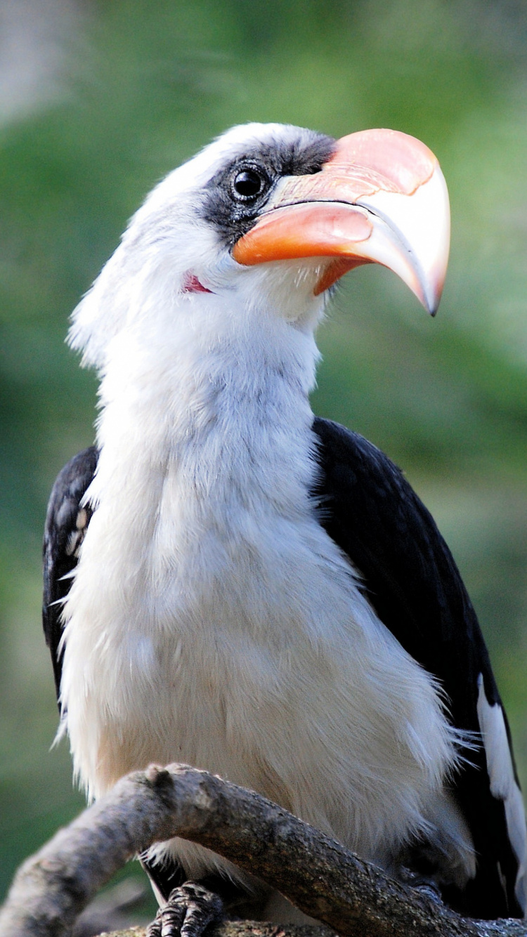 Black and White Bird on Brown Tree Branch During Daytime. Wallpaper in 750x1334 Resolution