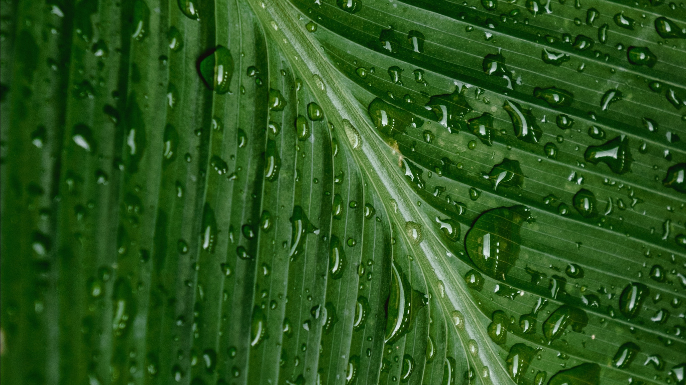 Dew, Leaf, Water, Drop, Green. Wallpaper in 1366x768 Resolution