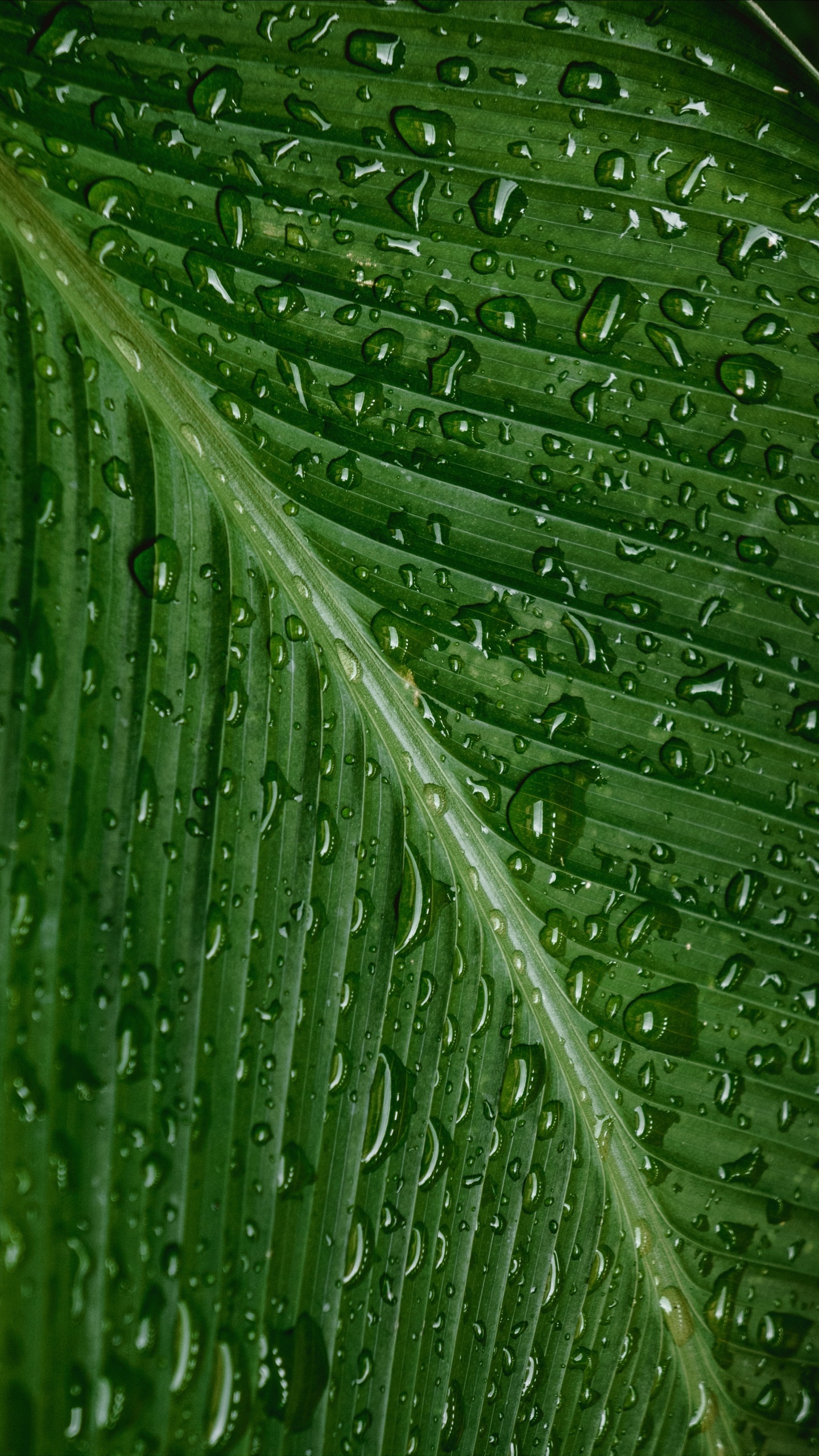 Dew, Leaf, Water, Drop, Green. Wallpaper in 1440x2560 Resolution
