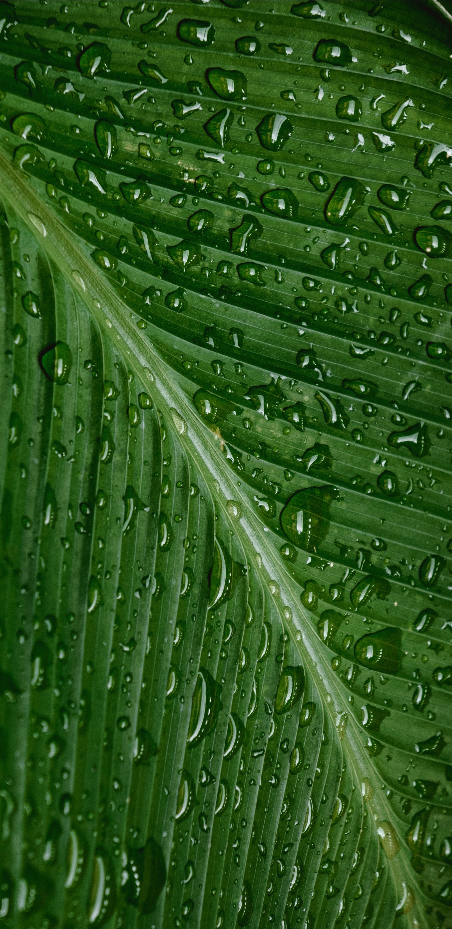 Dew, Leaf, Water, Drop, Green. Wallpaper in 1440x2960 Resolution
