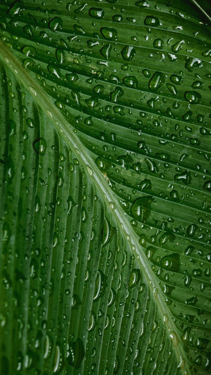 Dew, Leaf, Water, Drop, Green. Wallpaper in 720x1280 Resolution
