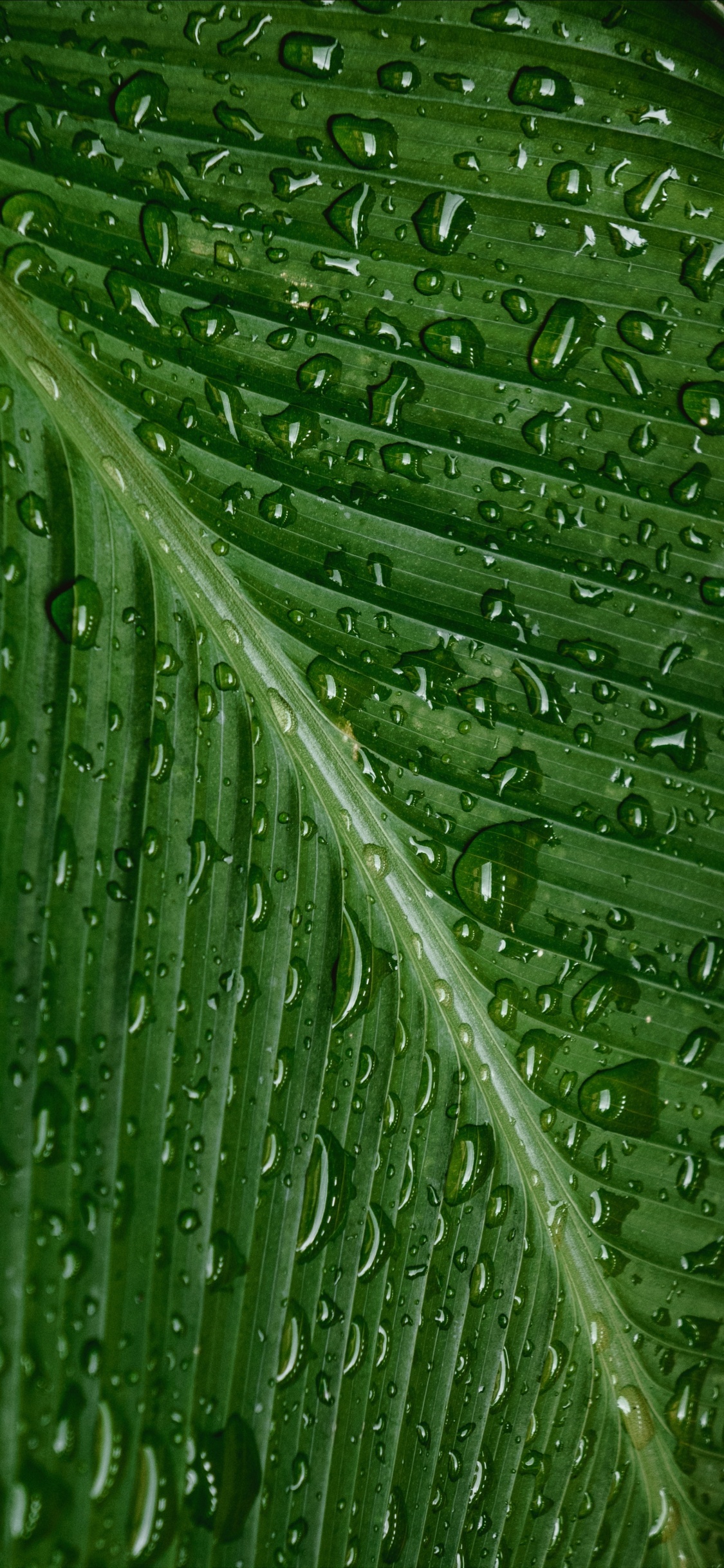 Rocío, Agua, Verde, Humedad, Planta Terrestre. Wallpaper in 1125x2436 Resolution
