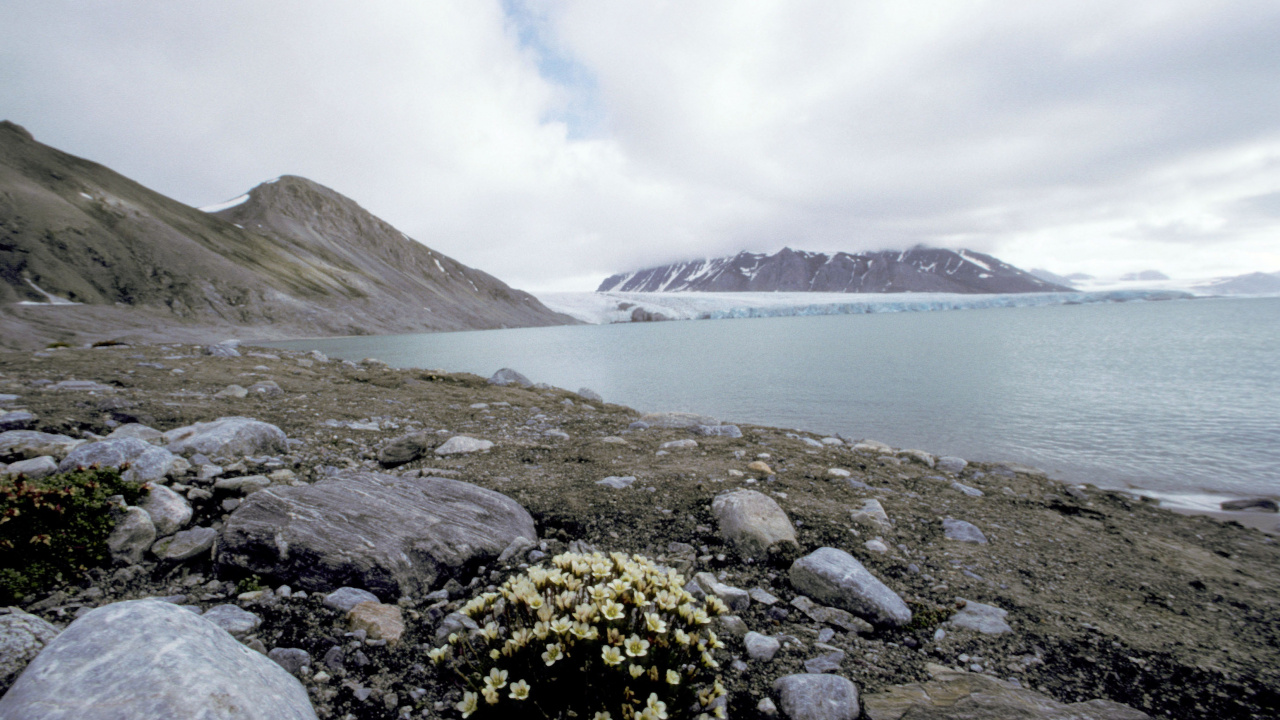 Yellow Flowers on Rocky Shore by The Lake. Wallpaper in 1280x720 Resolution
