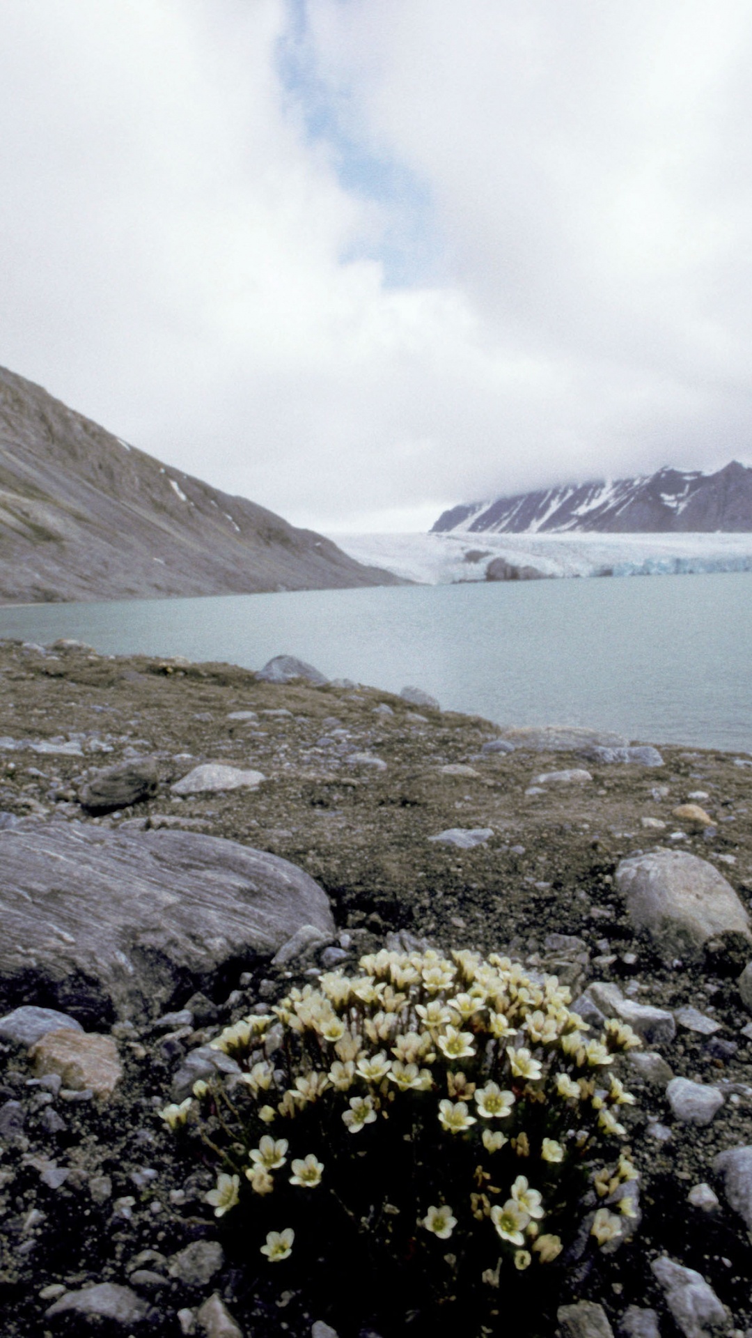Gelbe Blumen am Felsigen Ufer am See. Wallpaper in 1080x1920 Resolution