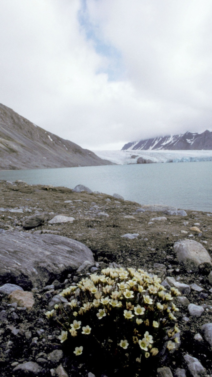 Gelbe Blumen am Felsigen Ufer am See. Wallpaper in 720x1280 Resolution