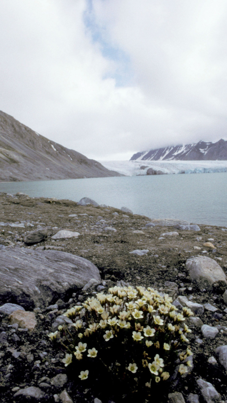 Gelbe Blumen am Felsigen Ufer am See. Wallpaper in 750x1334 Resolution