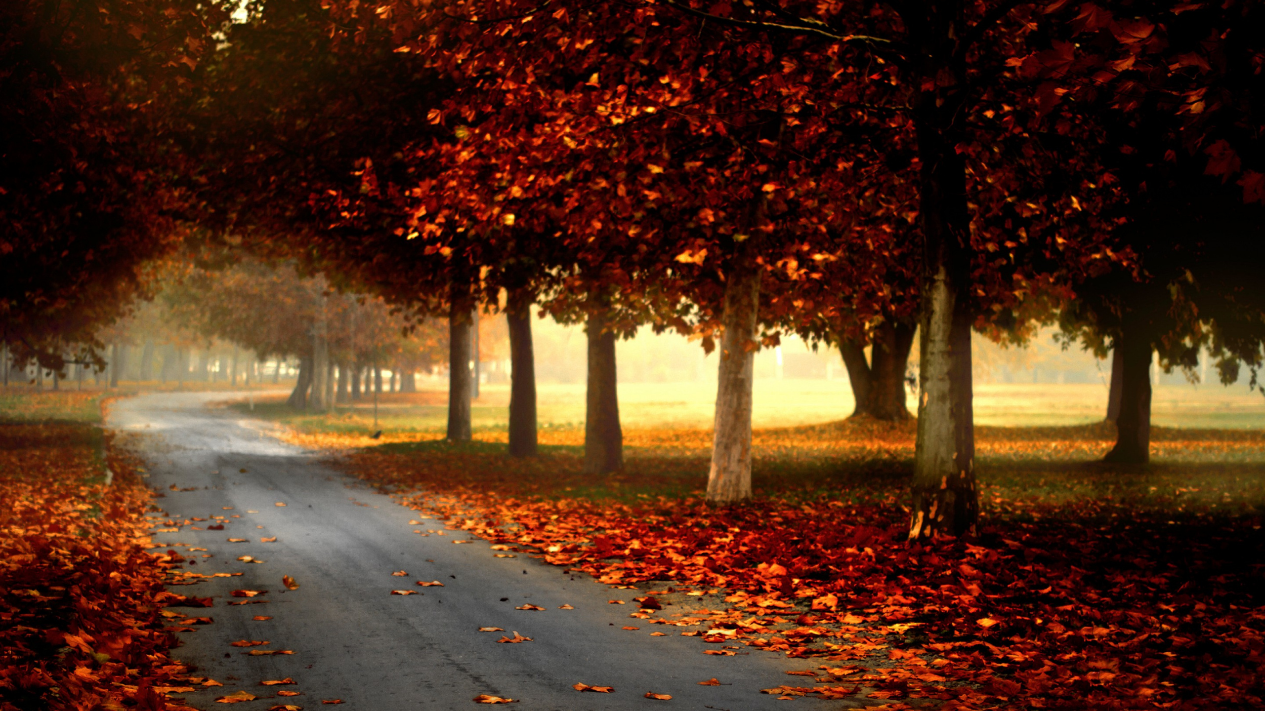 Red Leaves on Road During Daytime. Wallpaper in 2560x1440 Resolution