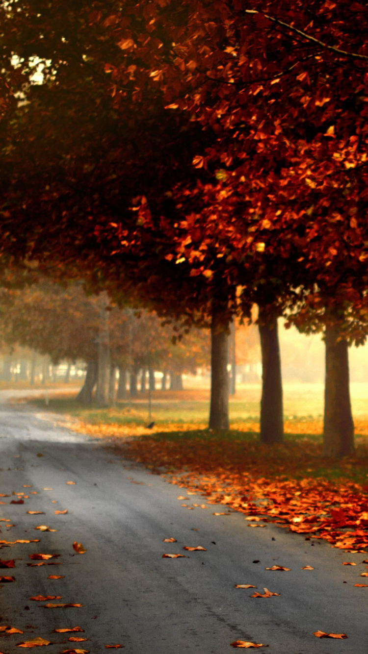 Feuilles Rouges Sur la Route Pendant la Journée. Wallpaper in 750x1334 Resolution