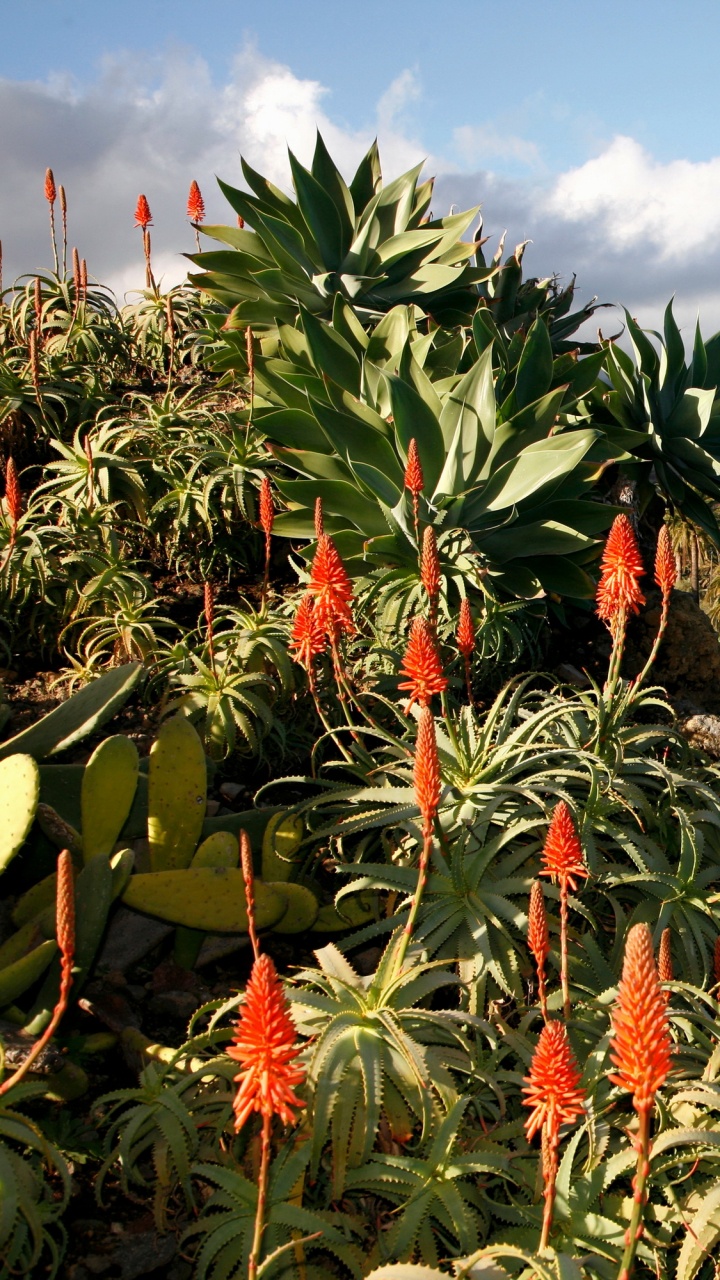 植被, 工厂, 植物园, Arecales, 菌群 壁纸 720x1280 允许