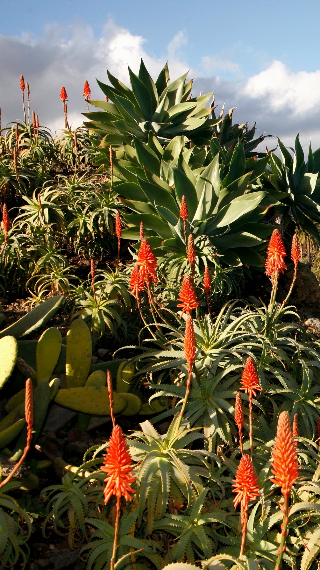 Plante Verte et Rouge Près du Lac Pendant la Journée. Wallpaper in 1080x1920 Resolution