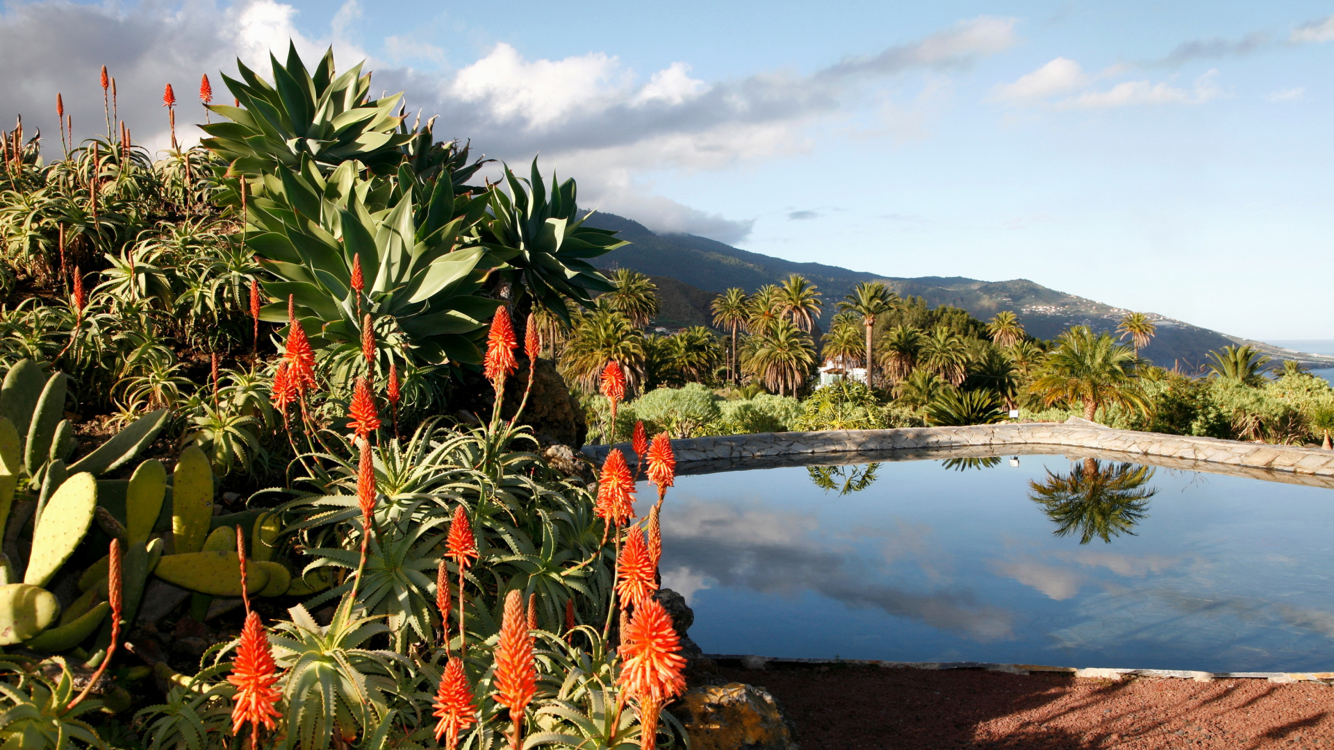 Plante Verte et Rouge Près du Lac Pendant la Journée. Wallpaper in 1920x1080 Resolution