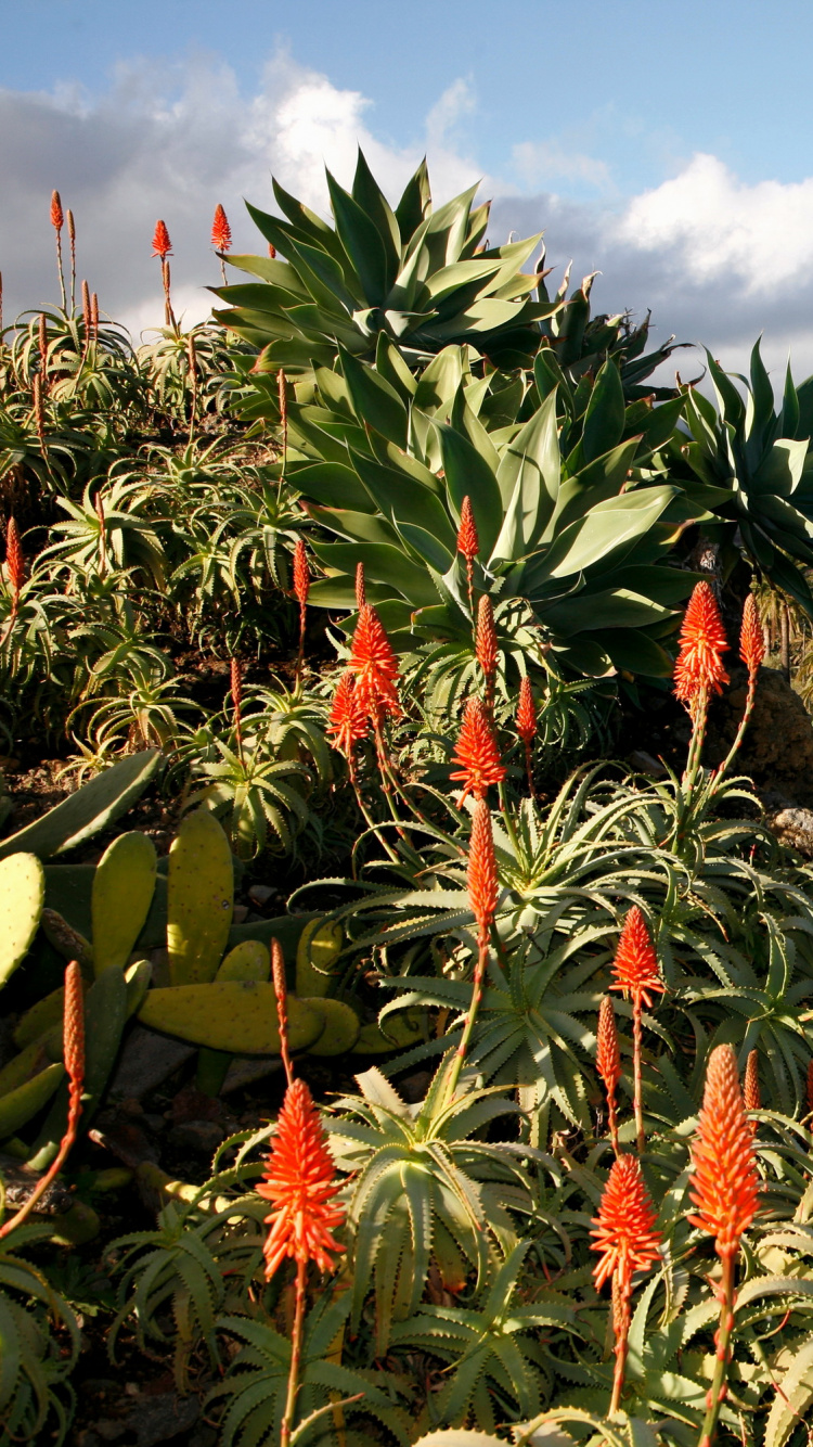 Green and Red Plant Near Lake During Daytime. Wallpaper in 750x1334 Resolution