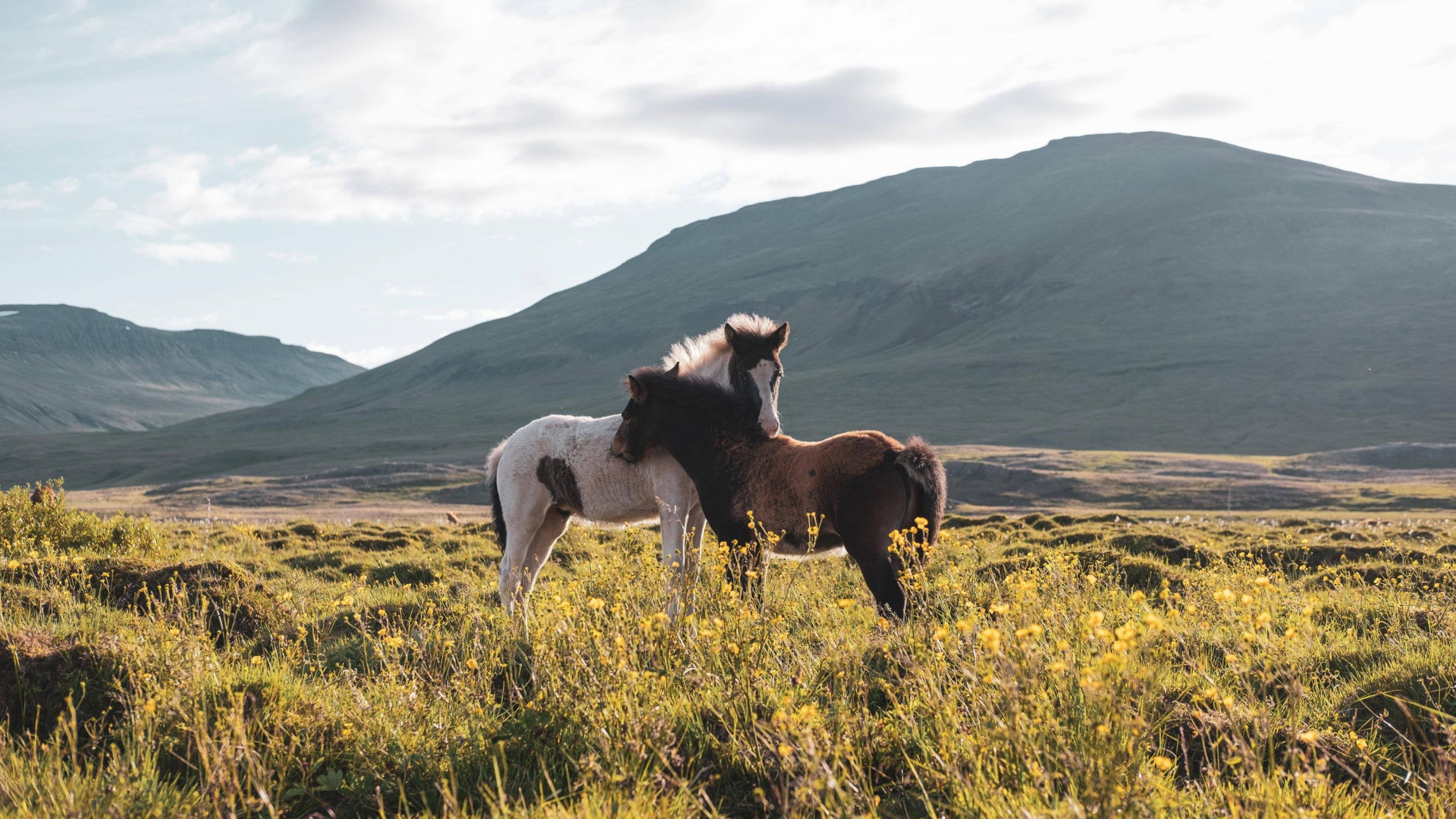 Grassland, Mustang, Stallion, Mare, Feral. Wallpaper in 1920x1080 Resolution