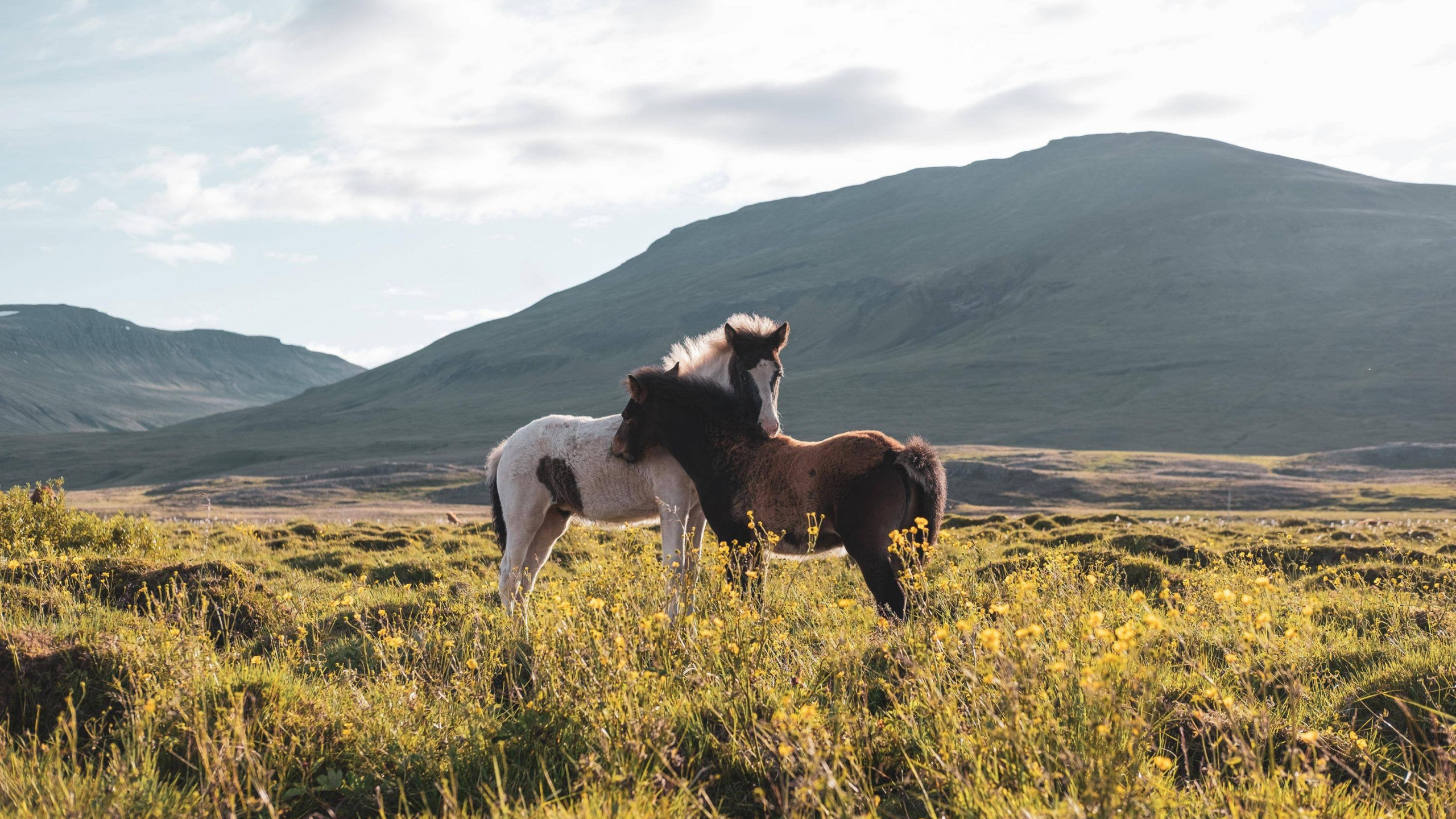 Grassland, Mustang, Stallion, Mare, Feral. Wallpaper in 2560x1440 Resolution