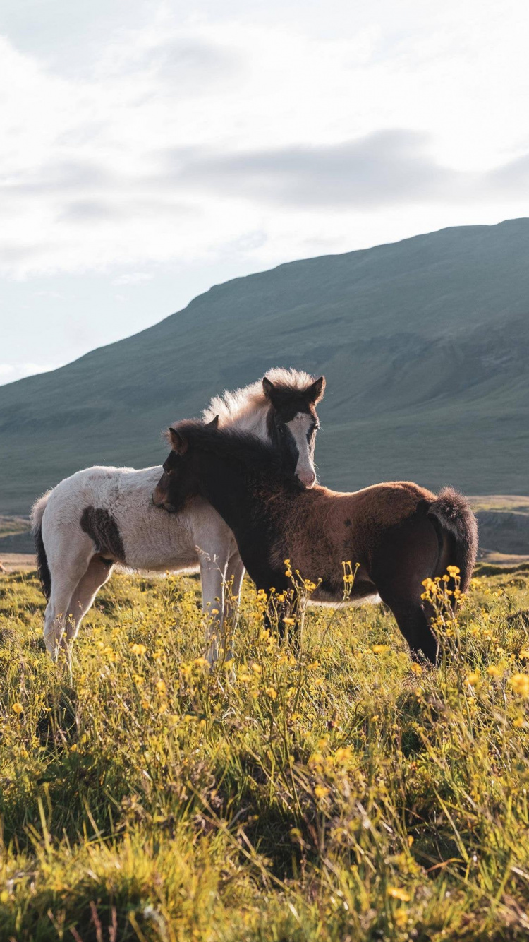Grassland, Mustang, Stallion, Mare, Feral. Wallpaper in 750x1334 Resolution