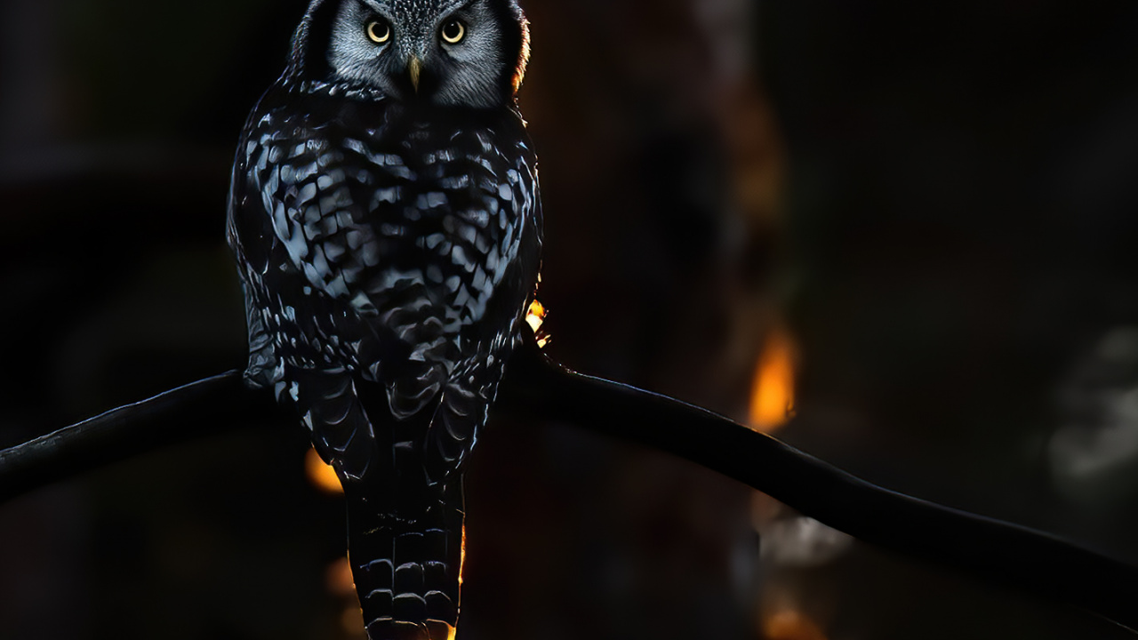 Licht, Wissenschaft, Physik, Vogel, Schnabel. Wallpaper in 1280x720 Resolution