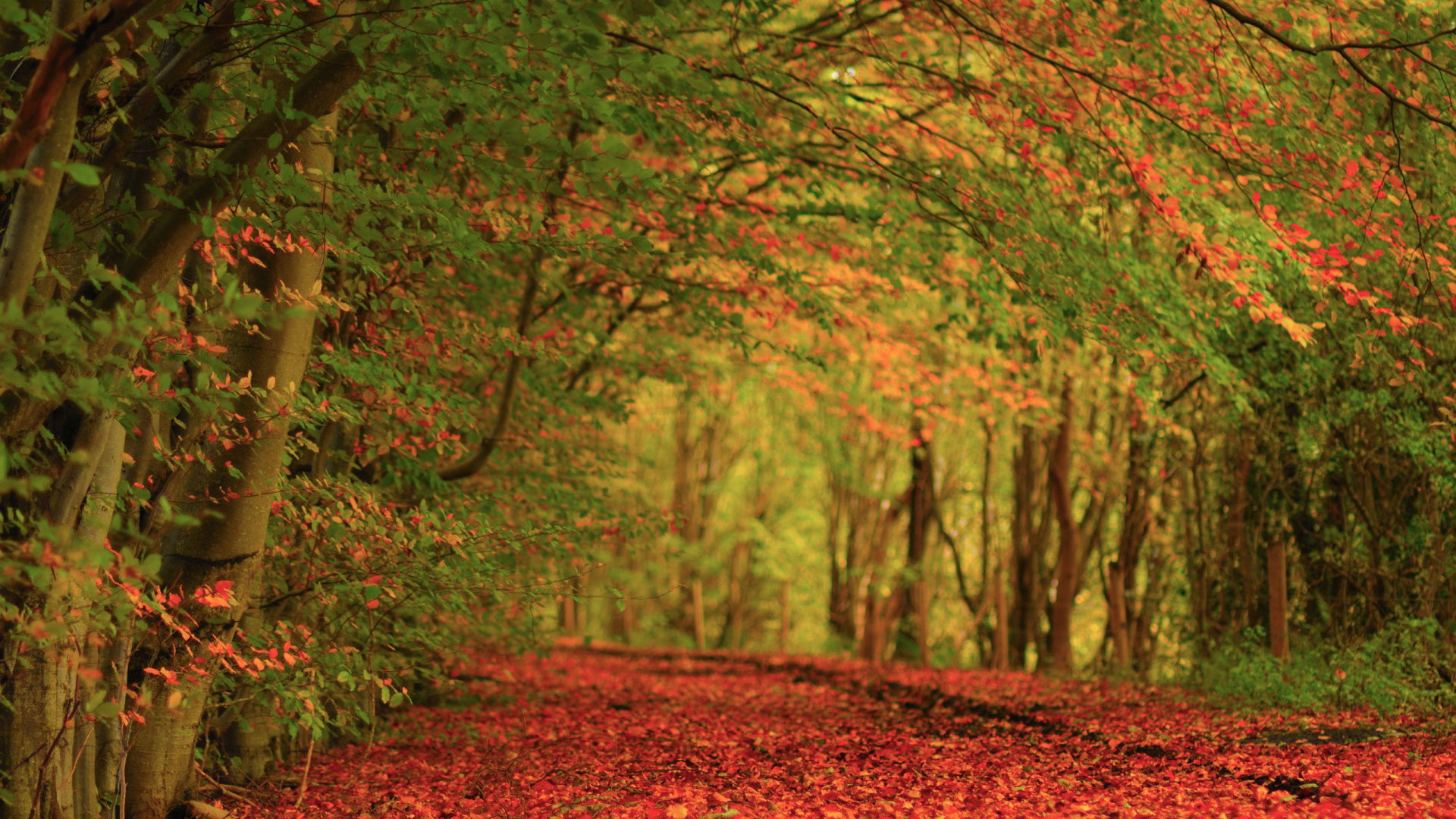Herbst, Natur, Blatt, Wald, Laub. Wallpaper in 1920x1080 Resolution