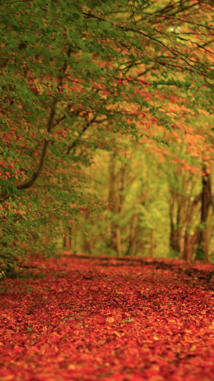 Naturaleza, Bosque, de Hoja Caduca, Grove, Mes. Wallpaper in 720x1280 Resolution