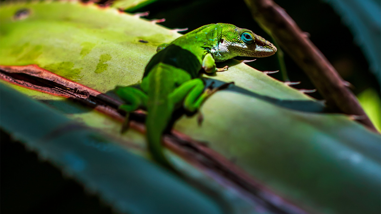 Camaleón, Los Camaleones, Iguana Verde, Un Ciclo de Nubes, Reptil. Wallpaper in 1280x720 Resolution