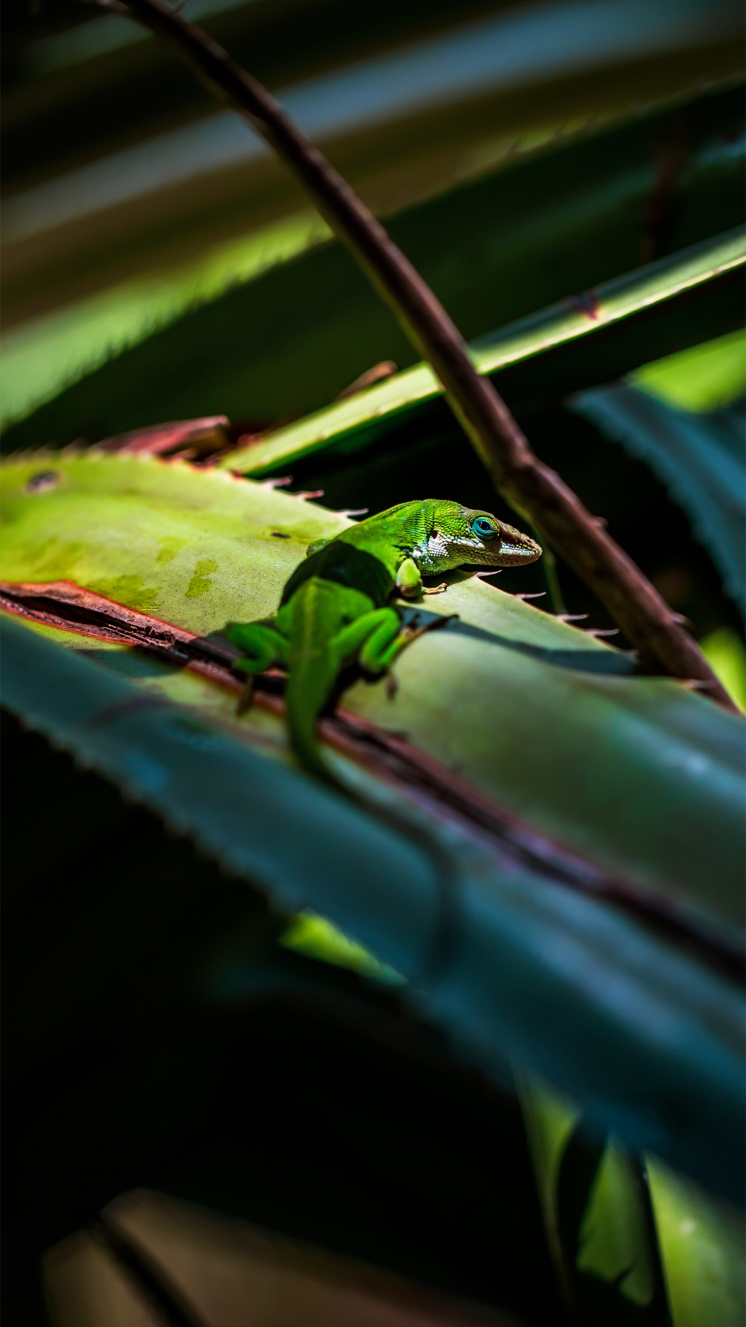 Caméléon, Iguane Vert, Un Cycle de Nuages, Reptile, Botanique. Wallpaper in 1080x1920 Resolution