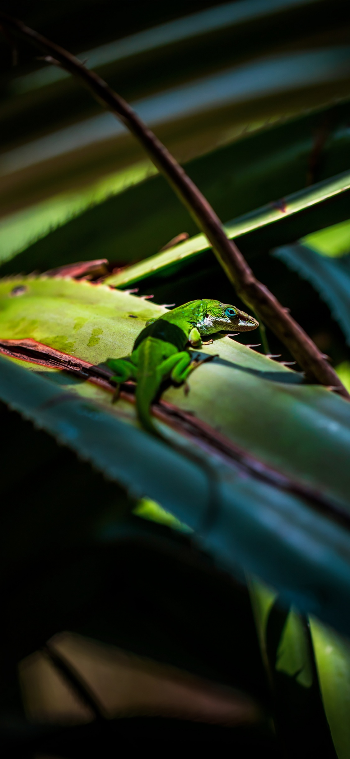 Caméléon, Iguane Vert, Un Cycle de Nuages, Reptile, Botanique. Wallpaper in 1125x2436 Resolution