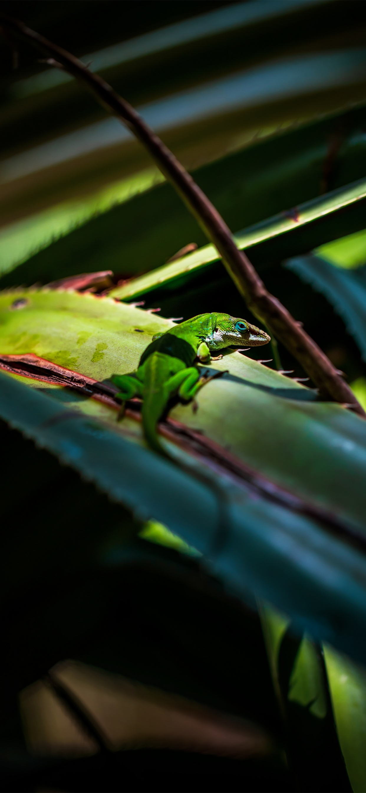 Caméléon, Iguane Vert, Un Cycle de Nuages, Reptile, Botanique. Wallpaper in 1242x2688 Resolution