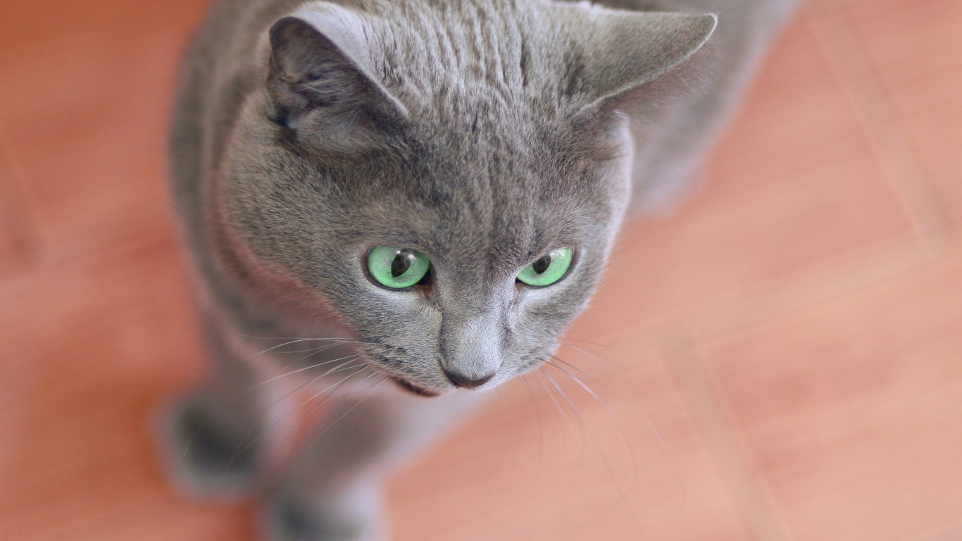 Gato Azul Ruso en Mesa de Madera Marrón. Wallpaper in 1366x768 Resolution