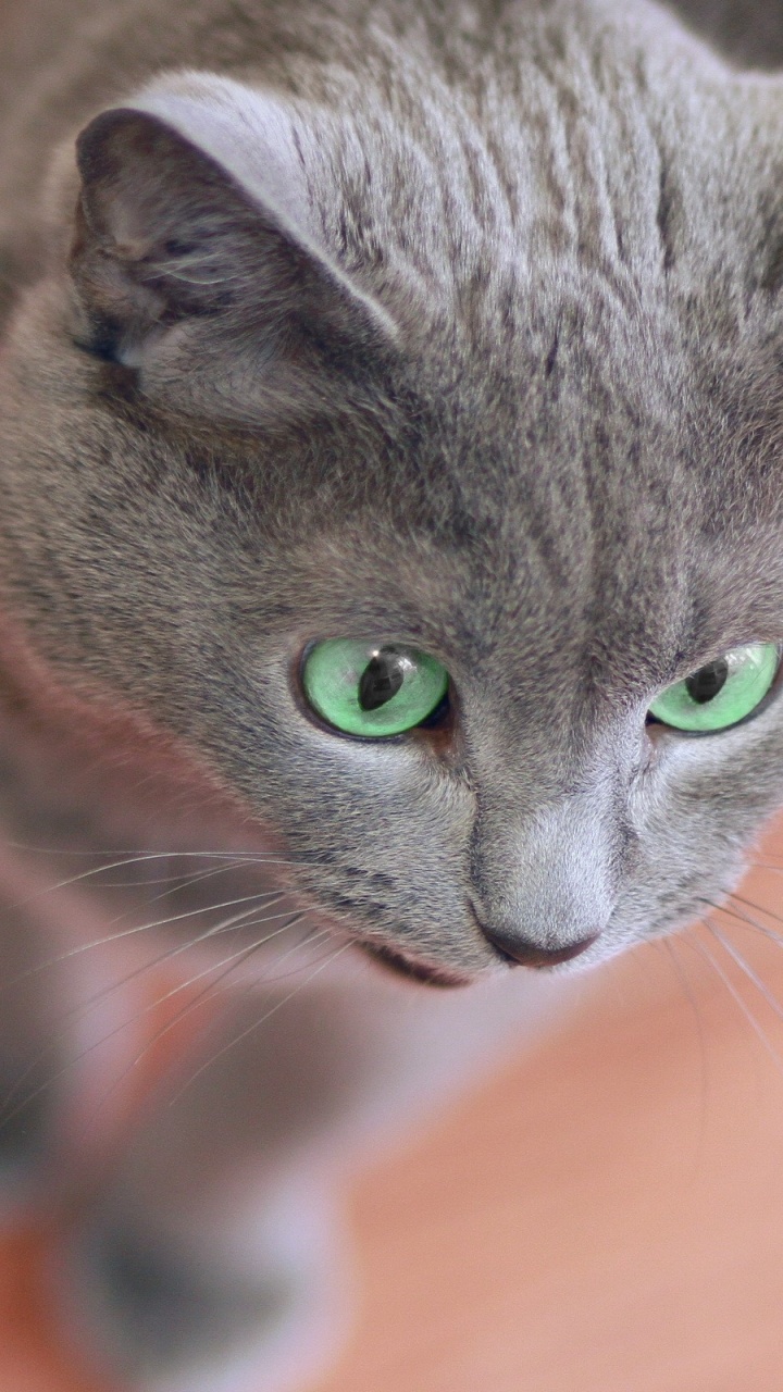 Russian Blue Cat on Brown Wooden Table. Wallpaper in 720x1280 Resolution
