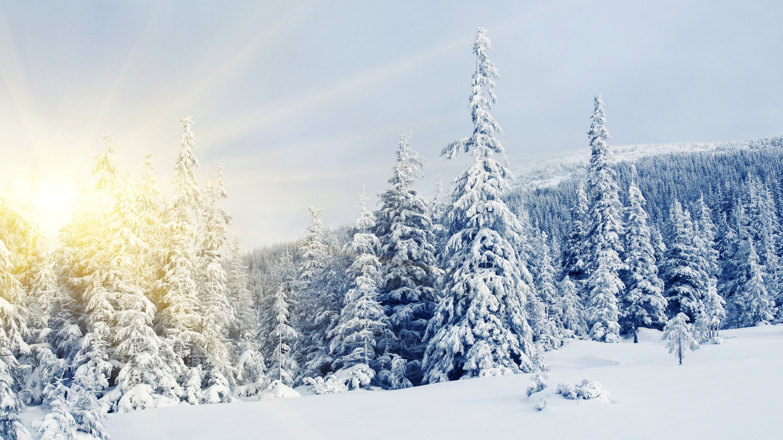Snow Covered Pine Trees During Daytime. Wallpaper in 2560x1440 Resolution