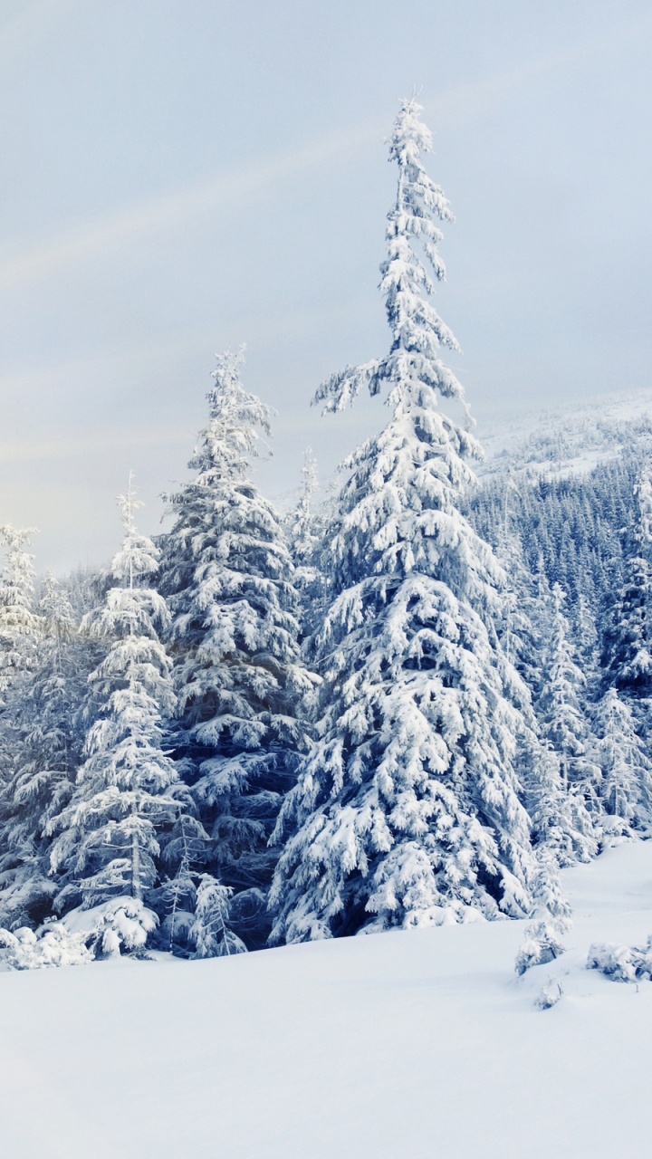 Snow Covered Pine Trees During Daytime. Wallpaper in 720x1280 Resolution