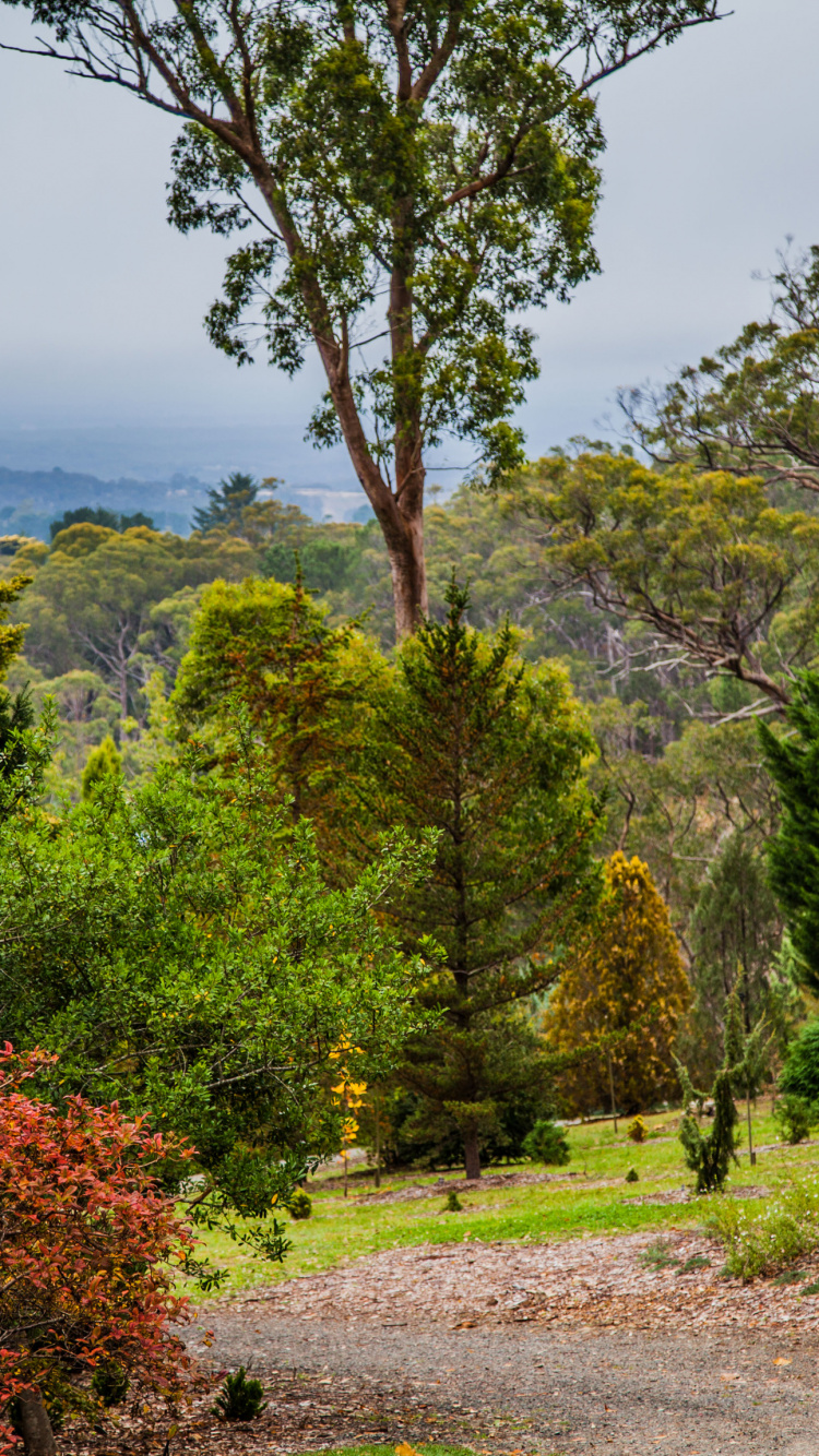 Green Trees on Green Grass Field During Daytime. Wallpaper in 750x1334 Resolution
