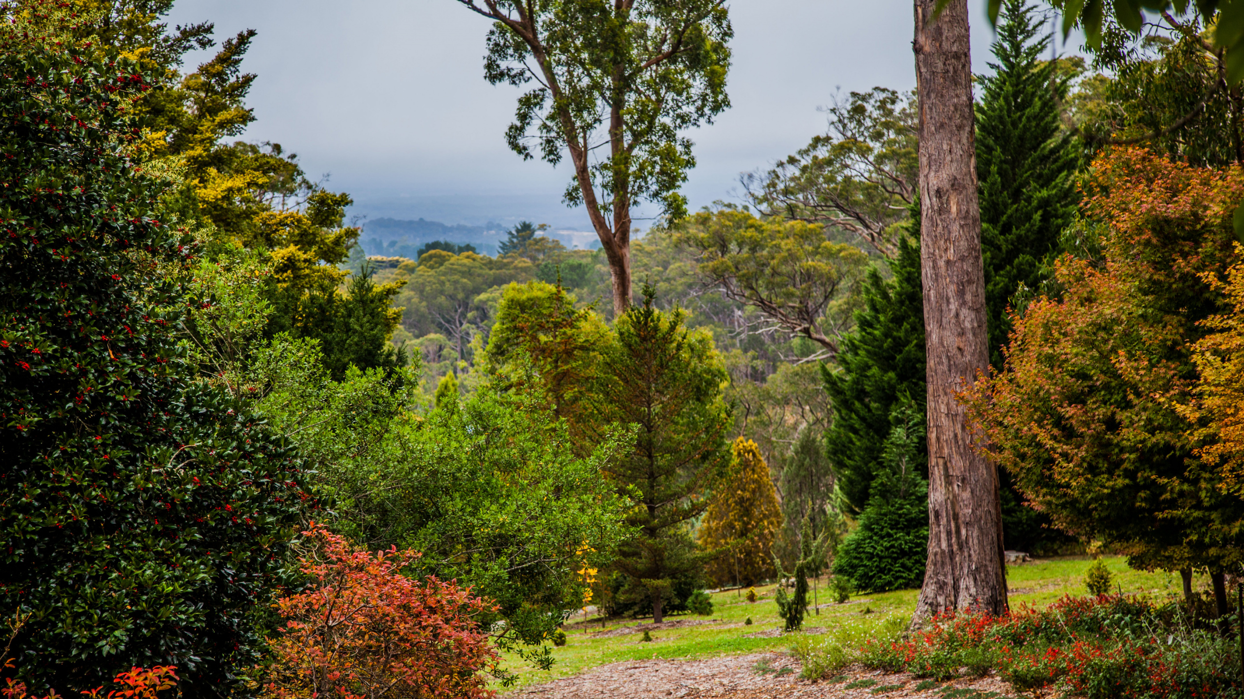 Tagsüber Grüne Bäume Auf Grüner Wiese Field. Wallpaper in 2560x1440 Resolution