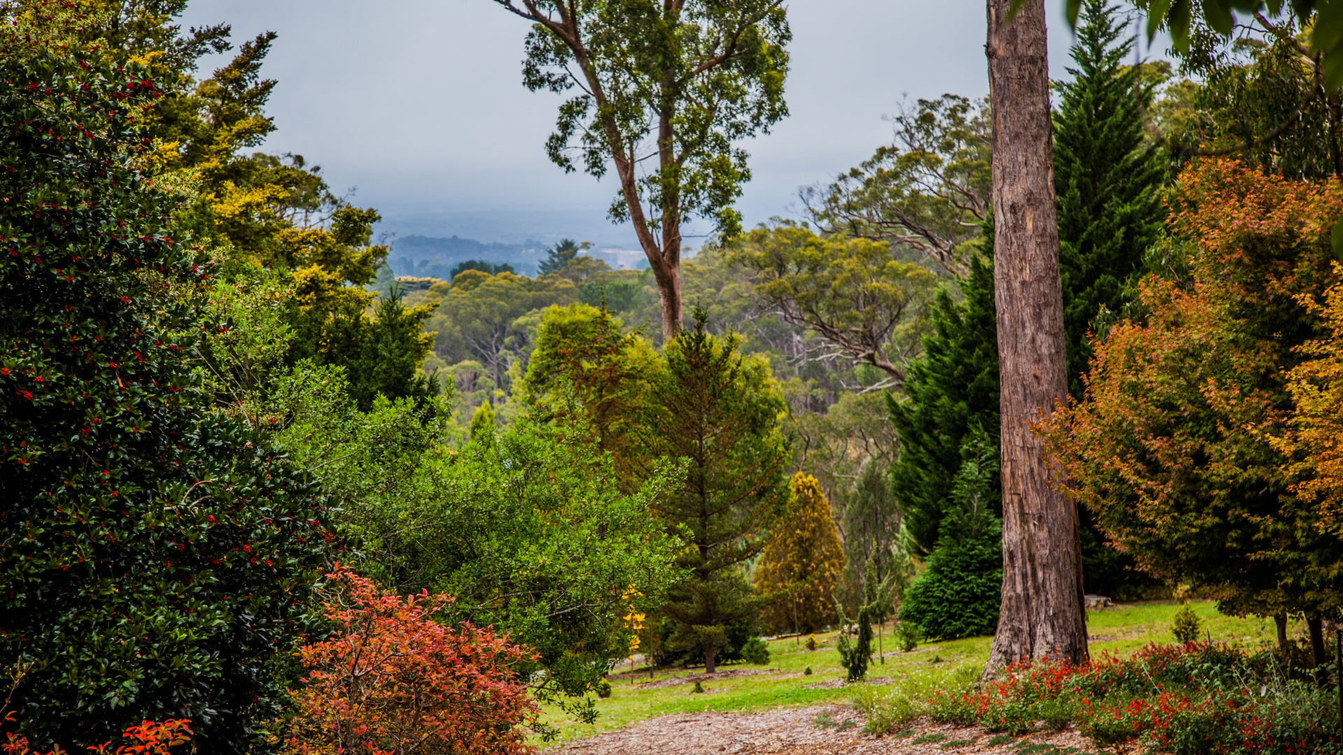 Árboles Verdes en el Campo de Hierba Verde Durante el Día. Wallpaper in 1920x1080 Resolution