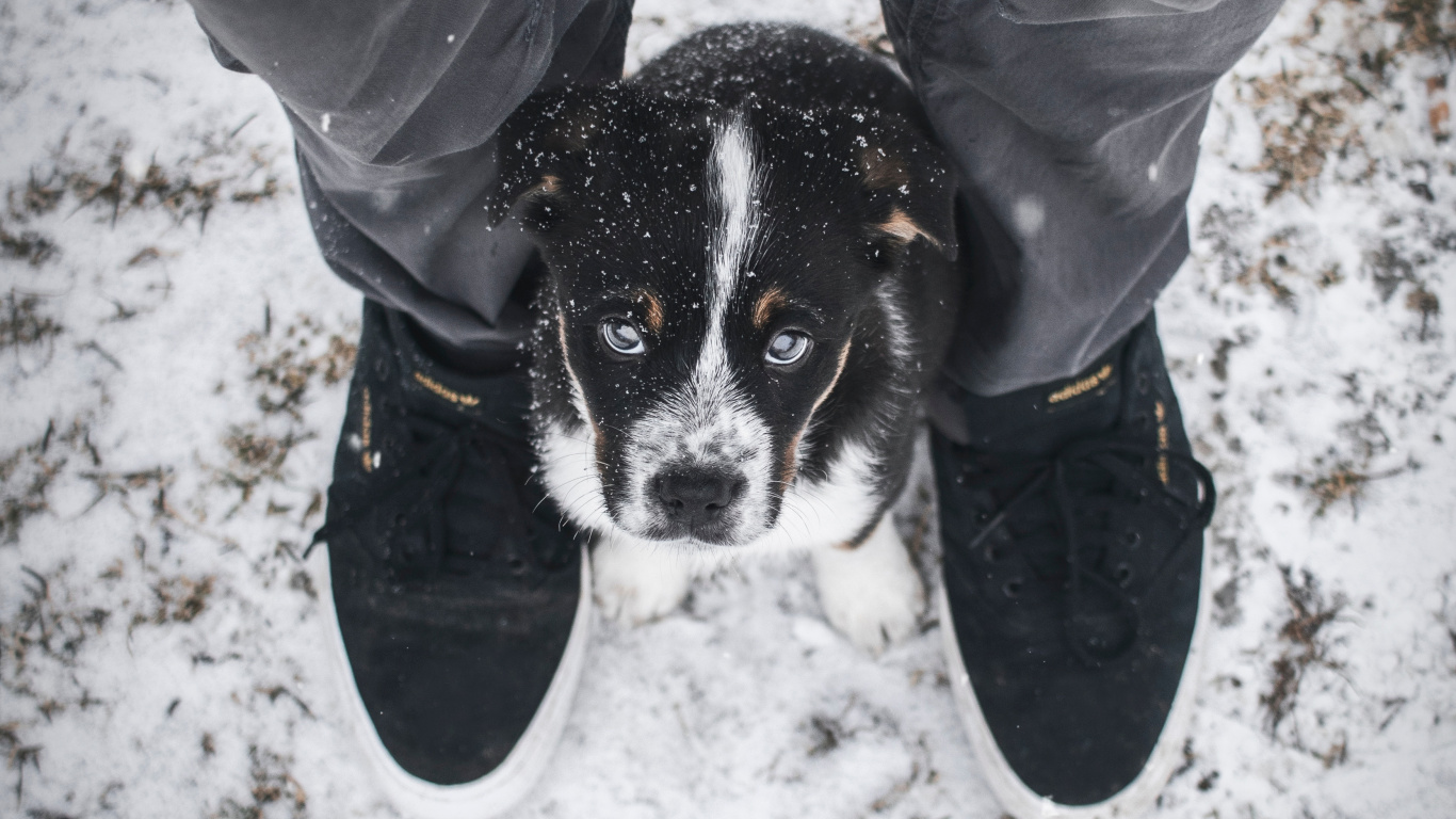 Personne en Veste Grise et Jean Bleu Avec Petit Chien Enduit Court Noir et Blanc. Wallpaper in 1366x768 Resolution