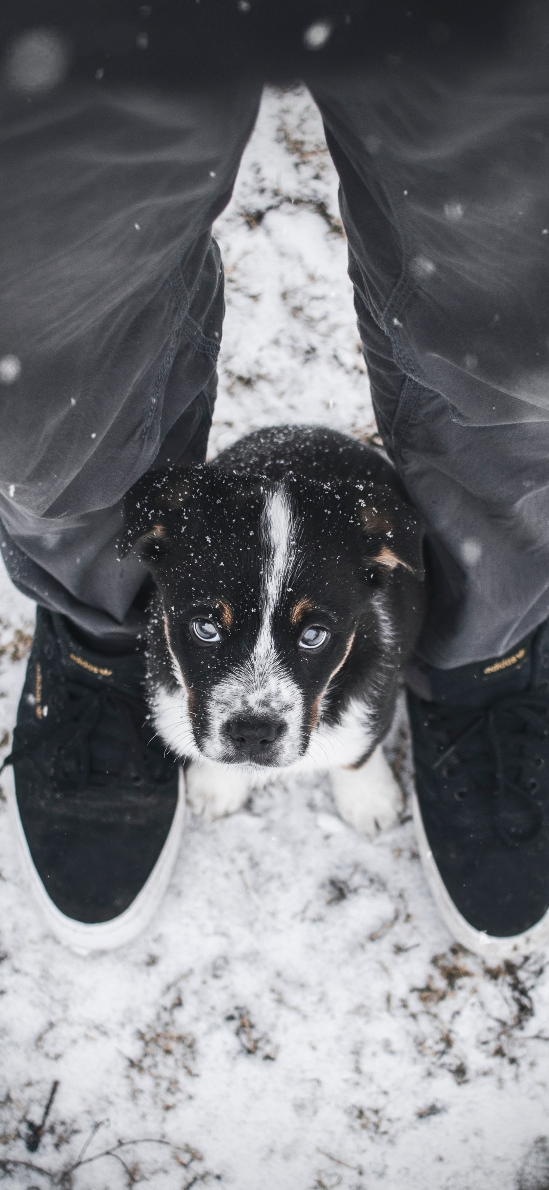 Person in Grauer Jacke Und Blauer Jeans Mit Schwarz-weißem, Kurzhaarigem Kleinen Hund. Wallpaper in 1125x2436 Resolution